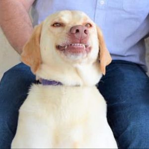 Meet your Posher, Daisy